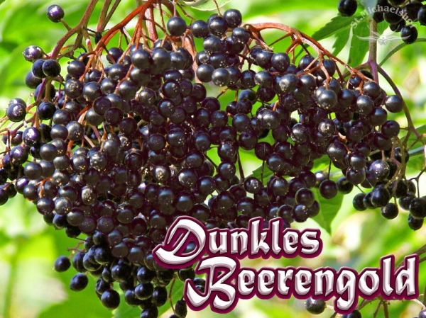 Dunkles Beerengold