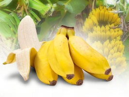Baby Bananen
