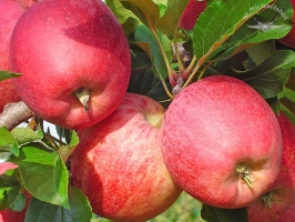 Äpfel 