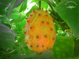 Kiwano - die Bio Frucht